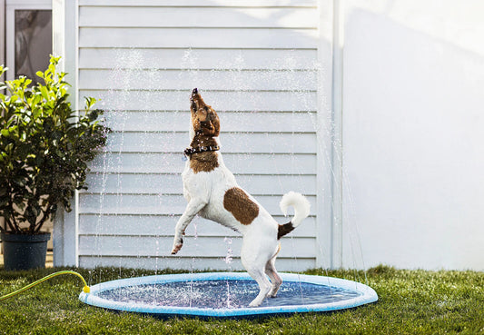 Wasserspielmatte für Hunde