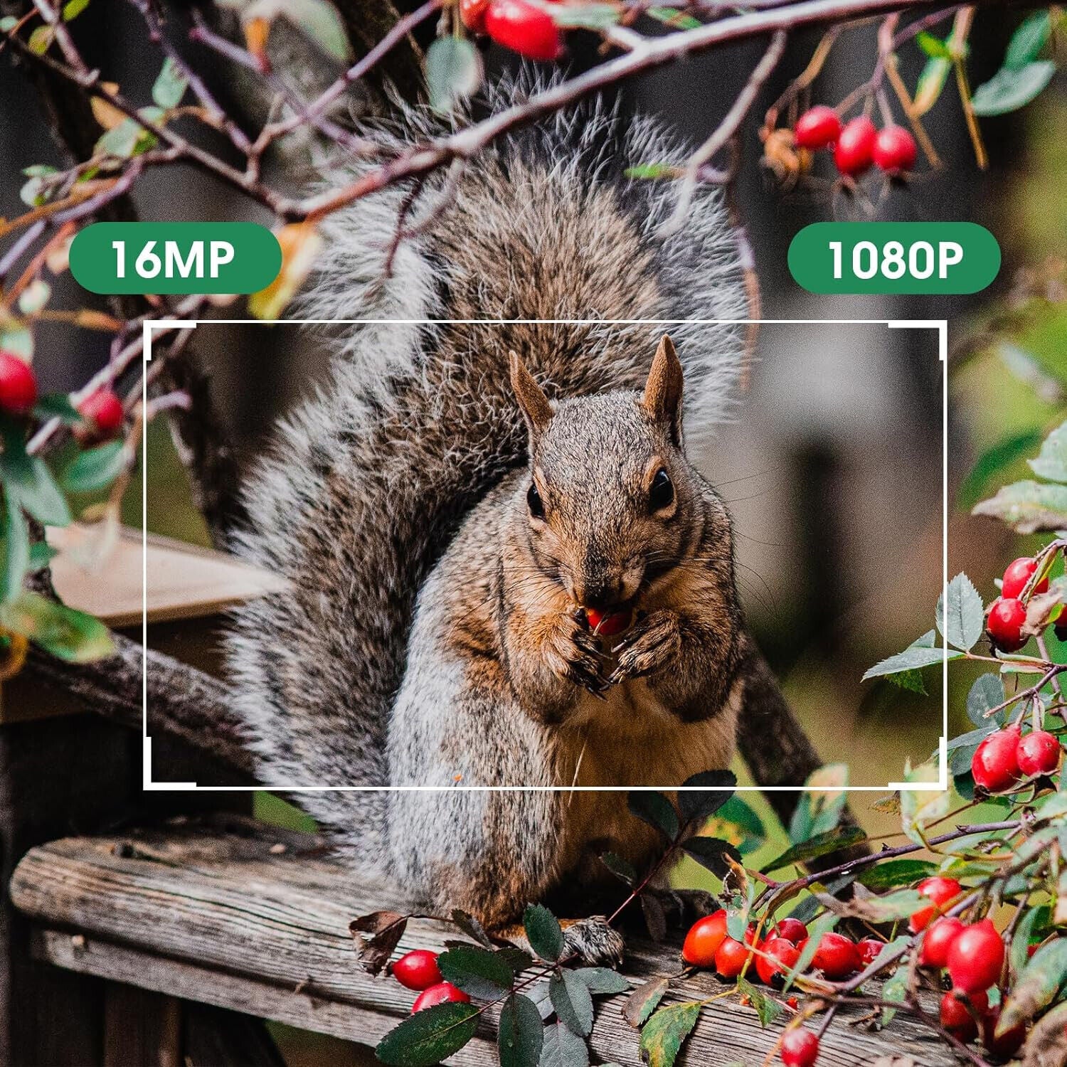 Wildkamera 16MP 1080P mit Bewegungsmelder Nachtsicht Wildtierkamera Outdoor 32GB
