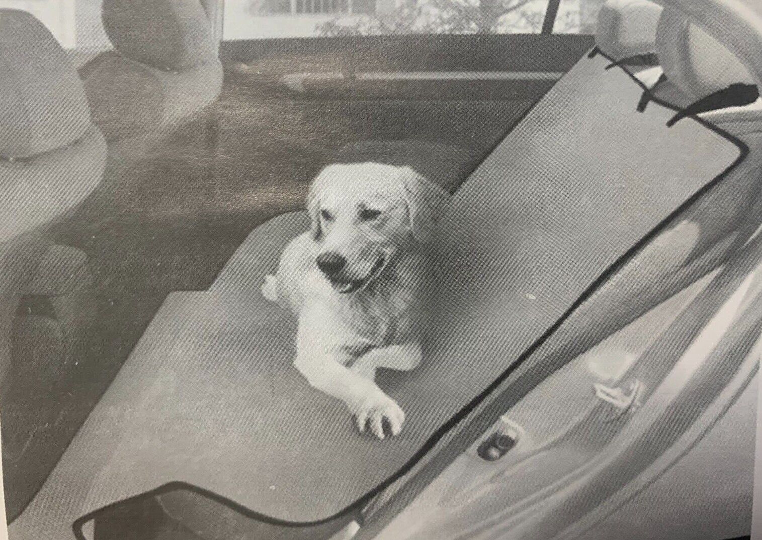 Keine Hundehaare mehr im Auto Schutzdecke fürs Auto Farbe Karo Design